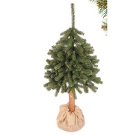 Świerk tradycyjny na pniu 180