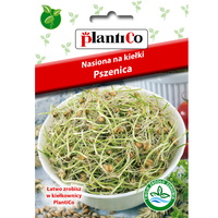 Nasiona na kiełki - Pszenica Plantico