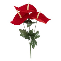 Bukiet anturium 3 kwiaty