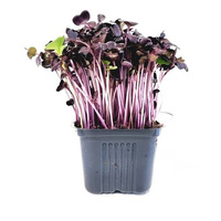 MIKROLIŚCIE RZODK DON EU 1SZT