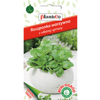 Roszponka warzywna PlantiCo