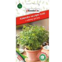 Kolendra - na cięte listki  PlantiCo