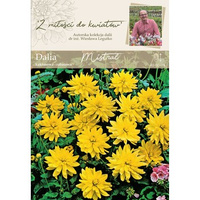 Dalia ogrodowa Mistral kolekcja dalii Legutko