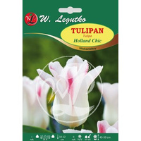 Tulipan Holland Chic Legutko