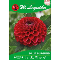 Dalia ogrodowa Burgund seria tradycyjna Legutko