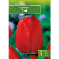 Tulipa - Tulipan Triumph Red 5SZT.