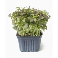 MIKROLIŚCIE MIZUNA DON PL 1SZT