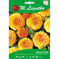 Dalia ogrodowa Klio seria tradycyjna Legutko