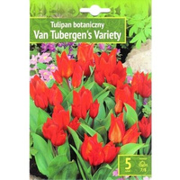 Tulipan botaniczny van Tubergens variety 5 szt. Benex
