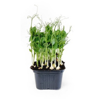 MIKROLIŚCIE GROSZ DON POL 1SZT