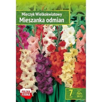 Kapers Gladiolus - Mieczyk Wielkokwiatowy Mix 10/12 7 szt. Benex