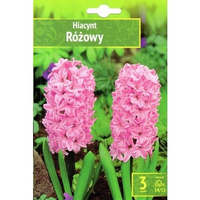 Hyacinthus - Hiacynt Różowy 3 SZT.