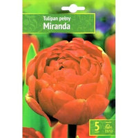 Tulipa - Tulipan Miranda 5SZT.