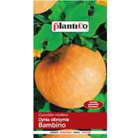 Dynia olbrzymia Bambino PlantiCo
