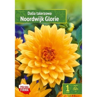 Kapers Dahlia - Dalia Noordwijk Glorie 1 szt. Benex