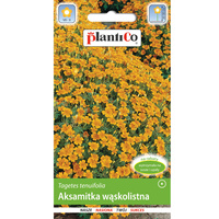 Aksamitka wąskolistna żółta PlantiCo