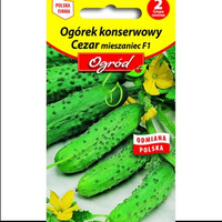 PlantiCo Ogórek konserwowy Cezar mieszaniec F1 nasiona