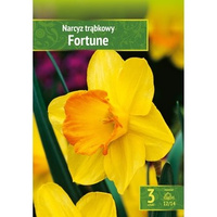 Narcissus - Narcyz Fortune 3 SZT.