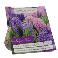 Hiacynt mieszanka Maxi Paka Legutko