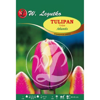 Tulipan Atlantis Legutko
