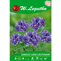 Zawilec Lord Lieutenant seria tradycyjna Legutko