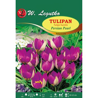 Tulipan Persian Pearl Legutko