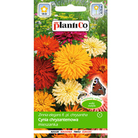 PlantiCo Cynia chryzantemowa mieszanka