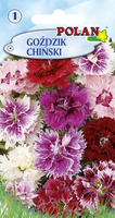 Goździk chiński Polan