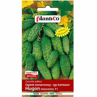 Ogórek konserwowy Hugon PlantiCo