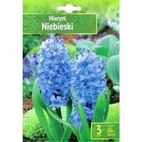 Hyacinthus - Hiacynt Niebieski 3 SZT.
