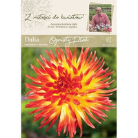 Dalia ogrodowa Ognisty Ptak kolekcja dalii Legutko