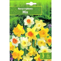 Narcyz trąbkowy 3 szt. Benex