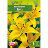Kapers Lilium - Lilia Azjatycka Żółta 16/18 1 szt. Benex