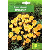 Crocus - Krokus Romance 10 SZT.