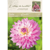 Dalia ogrodowa Kometa kolekcja dalii Legutko