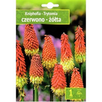 Kniphofia - Trytoma Czerwono-Żółta I 1 Szt.
