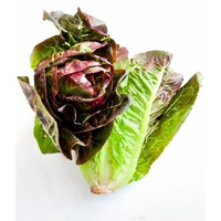 SAŁ RZYM MINI CZER KLI PL 1SZT