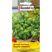 PlantiCo Bazylia właściwa