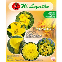 Kompozycja żółta Harmonia Barw Wiosna Legutko