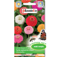PlantiCo Cynia daliowa Liliput mieszanka