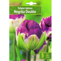 Tulipan lodowy Negrita double 5 szt. Benex