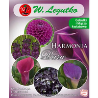 Kompozycja fioletowa Harmonia Barw Wiosna Legutko