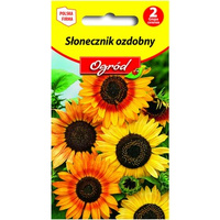 PlantiCo Słonecznik ozdobny mieszanka