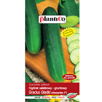 Ogórek sałatkowy Gracius Gładki mieszaniec F1 PlantiCo