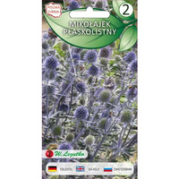 Mikołajek płaskolistny Eryngium planum niebieskie 0.20g Legutko