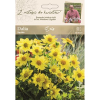 Dalia ogrodowa Eris kolekcja dalii Legutko