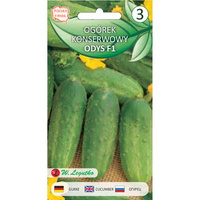 Legutko Ogórek gruntowy konserwowy Odys F1 - średnioWczesna 2,00