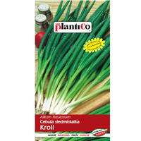 Cebula siedmiolatka Kroll PlantiCo