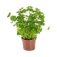 PIETRUSZKA DUŻA W DONICZCE 1 SZT