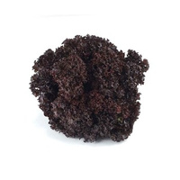 SAŁATA LOLLO ROS KL.I WŁO 1SZT